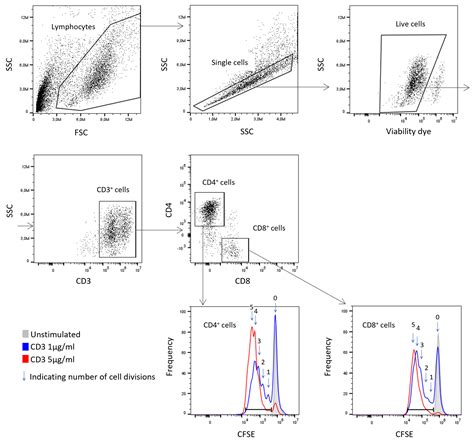 T Cell Assays Reaction Biology