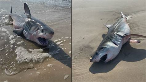 Great White Shark Washes Up On Beach After Multiple Sightings Then