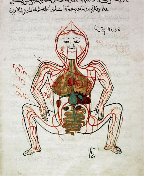 M Decine Arabe Circulation Sanguine Et Syst Me Digestif Miniature