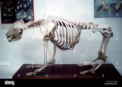 Skeleton of giant panda on display in Chengdu panda Stock Photo ...