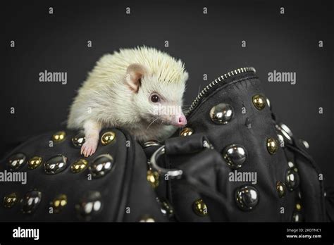 African Pygmy Hedgehog Stock Photo - Alamy