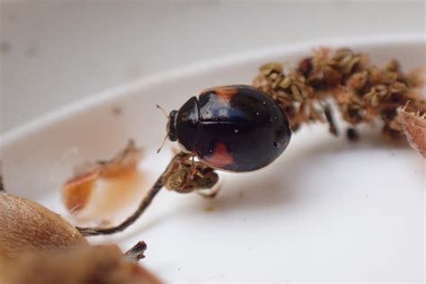 A Quick Guide to Black Ladybirds - James Common