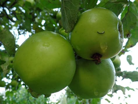 Apfel Apfelbaum Grün Kostenloses Foto auf Pixabay Pixabay