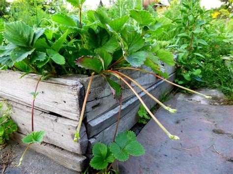 Bush Strawberry Plant with Runners for Propagation in Garden Stock Photo - Image of grow ...