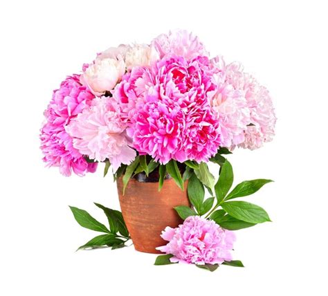 Premium Photo | Beauty bouquet of peonies