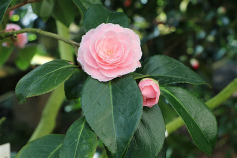 Kamelien Camellia Japonica Pflege Anleitung Selbstversorger De