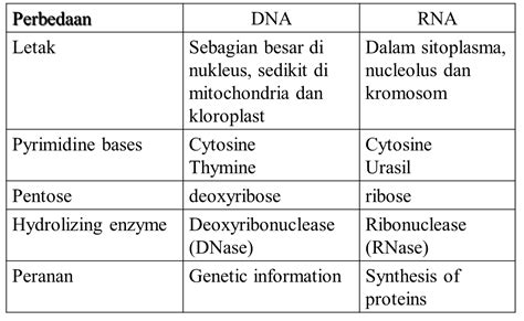 Perbedaan Dna Dan Rna