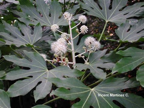 Características del hinojo Botanical online