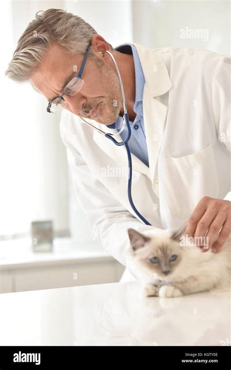 Veterinary Examining Cat In Clinic Stock Photo Alamy