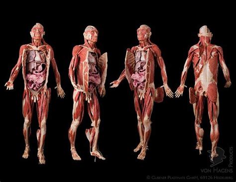 Full Plastinated Human Body | Human body exhibit, Human body, Human body anatomy