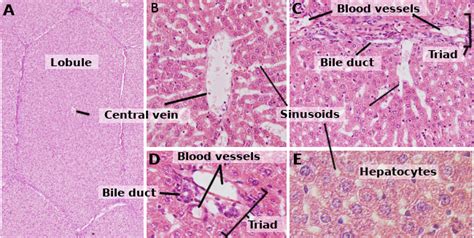 cell types hepatocyte atlas  plant  animal histology