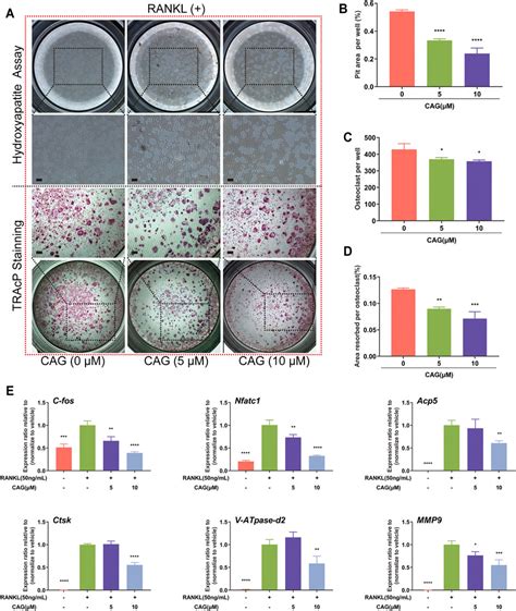 Frontiers Cycloastragenol Attenuates Osteoclastogenesis And Bone Loss