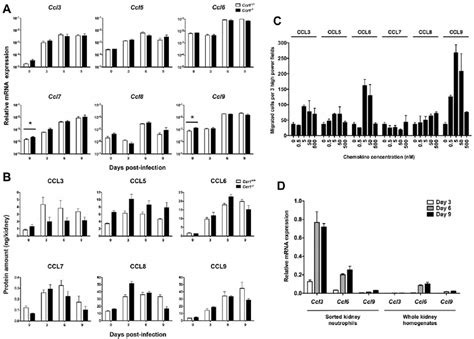 Ccr1 Ligands Are Induced After Candida Infection And Are Chemotactic