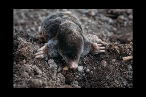 From the Ground Up - Moles in your yard (audio) | News