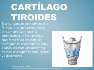 Cartílago tiroides PPT