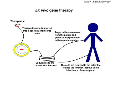 PPT In Vivo And Ex Vivo Gene Therapy PowerPoint Presentation Free