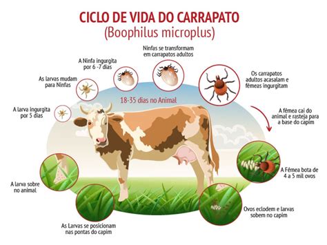 Bimeda Brazil Not Cias Carrapatos Nos Bovinos Se Proliferam Mais No