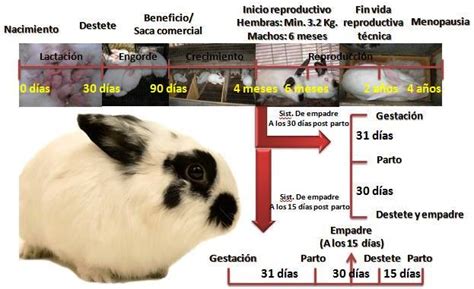 Ciclo De Vida De Un Conejo Ciclo De Vida