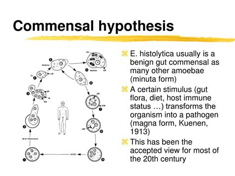 Ppt Entamoeba Histolytica Powerpoint Presentation Free Download Id1742606