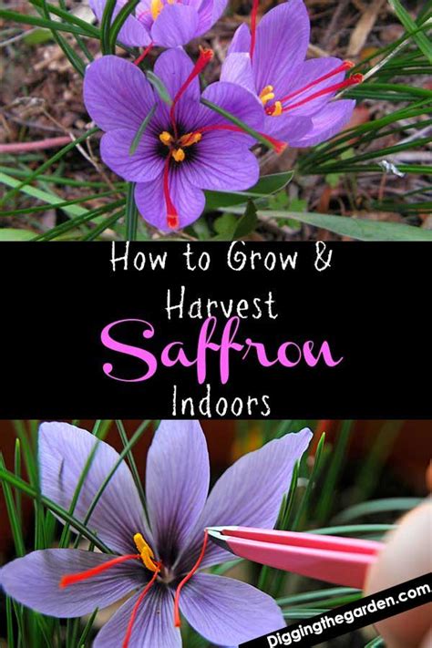 Best Methods Of Growing Saffron Easily At Home