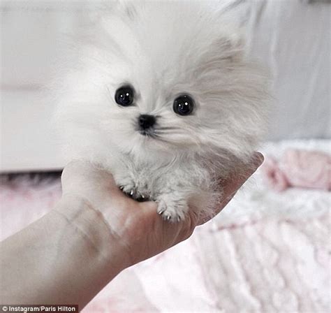 Paris Hilton Buys Smallest Pomeranian In World Named Mr Amazing For