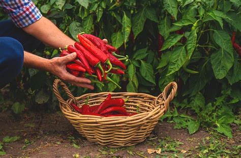 Premium Photo Farmer Harvesting Chili Peppers In Garden Selective Focus