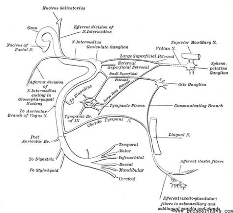 Cranial Nerve Face Drawing With Numbers at PaintingValley.com | Explore ...