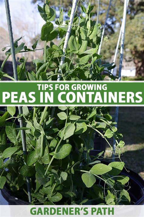 Tips For Growing Peas In Containers Gardeners Path