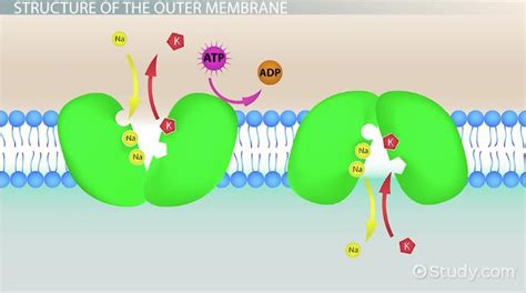 Outer Mitochondrial Membrane | Overview & Function - Lesson | Study.com