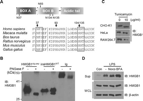 Figure 1 From N Linked Glycosylation Plays A Crucial Role In The