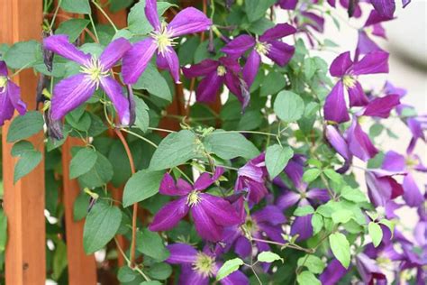 Clematis Jackmanii Purpurea Late Large Flowered Clematis