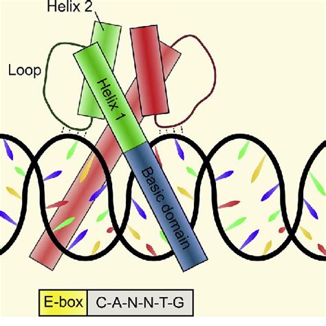 Epigenetic Regulation Of Bhlh Transcription Factors Different