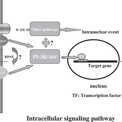 Schematic Representation Of Activity Dependent Activation Of Akt By Download Scientific Diagram