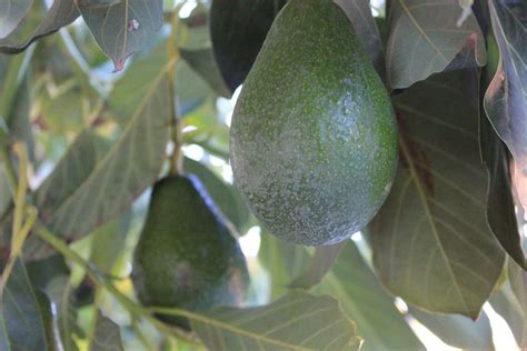 Avocado Cover Crops and Spring Fertilization Field Day - California