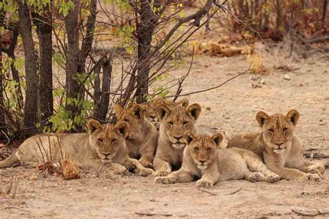 Top Imagen En Donde Habitan Los Leones Abzlocal Mx