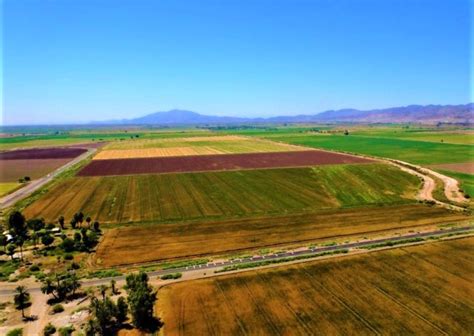 Sembradas 105 Mil 512 Hectáreas En El Valle De Mexicali Agricultura