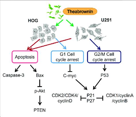 | Apoptosis-inducing and cell cycle arrest mechanism of TB on HOG and... | Download Scientific ...