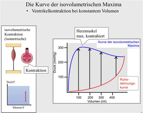 Physiologie Karteikarten Quizlet