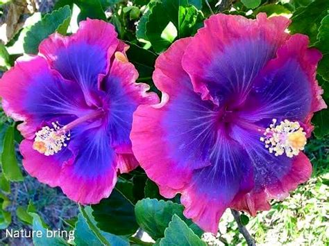 Growing Hibiscus Flower How To Grow Tropical Hibiscus Plant