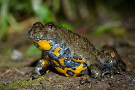 Actions en faveur dun amphibien le crapaud Sonneur à ventre jaune SMABI