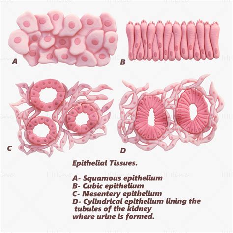 Epithelial Tissues 3d Model