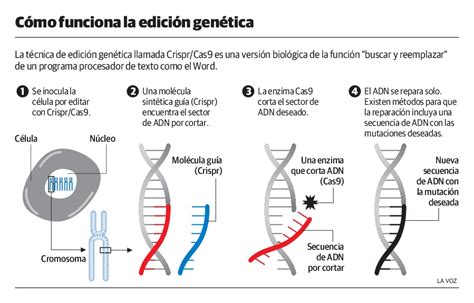 EE UU logra su primera edición genética en embriones humanos