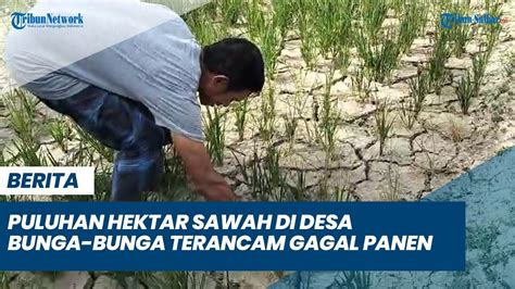 Puluhan Hektar Sawah Di Desa Bunga Bunga Polman Terancam Gagal Panen