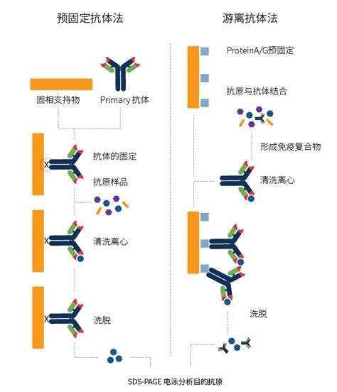 免疫沉淀（ip）技术 免疫沉淀的原理分类 南京铭研生物