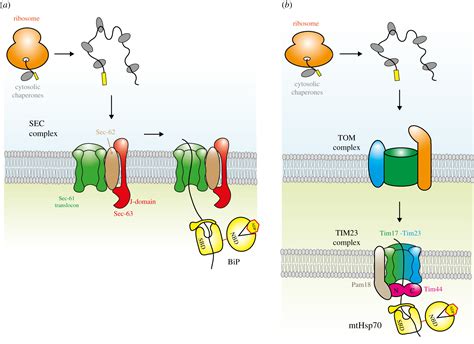 Mechanism Of Hsp Specialized Interactions In Protein Translocation