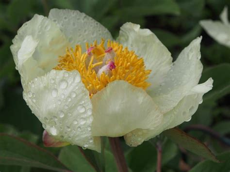 Paeonia daurica ssp mlokosewitschi svavelpion fröplantor Svenska