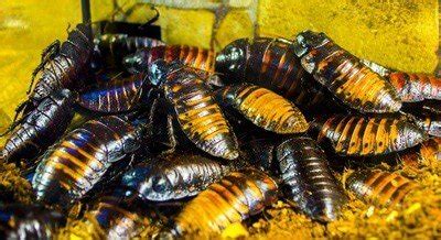 How Do Madagascar Hissing Cockroaches Hiss? - Cockroach Zone