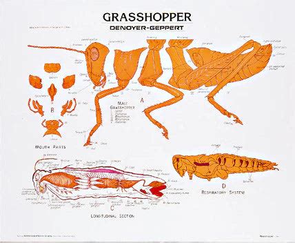 Grasshopper Anatomy Panel – The Science Bank