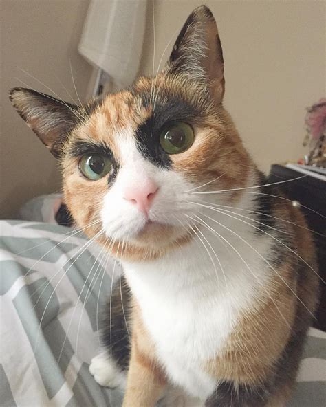 Calico Cat With Eyebrows Makes Her Look Like She's Judging You