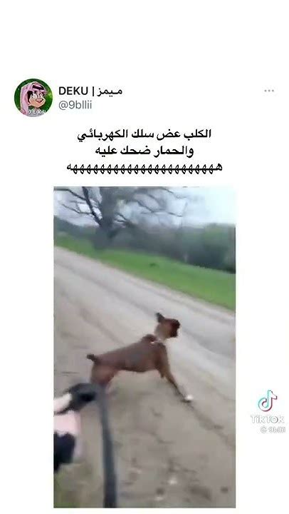 الحمار يضحك على الكلب 😂😂😂😂😂😂😂😂😂😂😂😂😂😂😂😂 Youtube